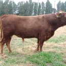 안씨목장 이미지