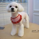 콩이 애견샵 이미지