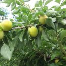 달림농장 이미지