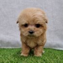 태후사랑 부천 옥길점 | 부천 옥길동아지분양, 행복한 반려가족을 만나는 현명한 선택