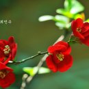 안계보건지소 이미지