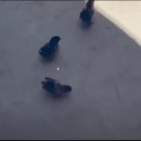 45도 넘었다는 중국.gif 이미지