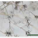 도깨비풀 이미지