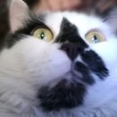 Shocked cat cheers you up // We're XX 이미지