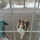 멍멍이PC 이미지