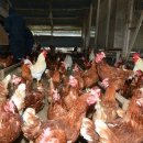 양계장닭한마리 이미지