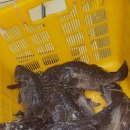 왜관ic실내바다낚시터 이미지