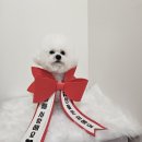 털찐댕댕이 이미지