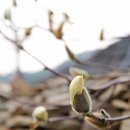 SPECIAL 반가운 여행 - 화려하지 않은 고백 이미지