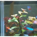 이리산소 이미지