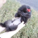 미니펫 강아지분양 고양이분양 부천점 | 블랙 포메라니안 분양 부천 강아지분양 센터