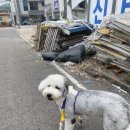 퍼니퍼피 이미지