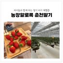 자매농장 | '농장알로록' 딸기 체험의 끝판왕! 춘천 아이랑 가볼만한 곳