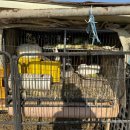 정가네만두샤브 이미지