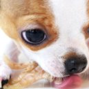 랑이네식탁 이미지