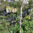 봉화산 솔바람길 이미지