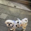 춘천우나리 닭갈비 이미지