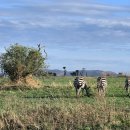 세렝게티 이미지