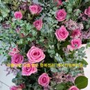 하마경로당 이미지