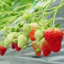 동심농장 이미지