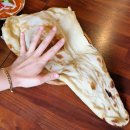 오샬(OTSAL) | [성북 고대맛집] 인도커리 전문점, 오샬(Otsal)