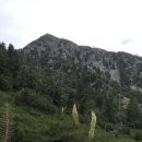 Desert Yucca, 용설란이 온 산에 핀 LA의 여름산 Mt.Baldy 이미지