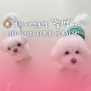 늘멍 네이버블로그