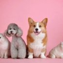 행복한집사 이미지