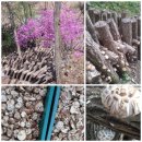 산안개 농장 이미지