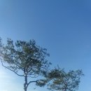 장송 2주 h10~12 * r38~40 판매 이미지