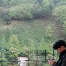 옥선명차