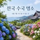 전국 수국 볼 수 있는 곳