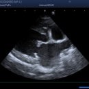 이완기농장 | 심장병 있는 14살 말티즈 강아지 2년 관리 후기 / 반려견 심장약 2년 먹으면 신장이 안 좋아지나요...