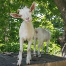 베스트목장 이미지