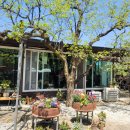 산사랑 | 🍚 용인 고기리 산사랑 정식 솔직 리뷰｜산나물 한상 + 힐링까지 완벽