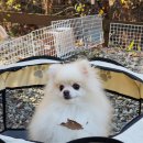 하솜 | 사이트 넓고 조용한 포천 애견동반 캠핑장 하솜캠프 C3 후기