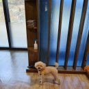 메르시 애견 펜션 이미지