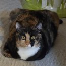 신전떡뽁이의왕역점 | 요즘 나 이렇게 신메뉴 먹고살았다。。。 。。。 ¡¡ （ｆｅａｔ。 신전떡볶이 맵닭 내돈내산 솔직후기）