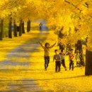 은행나무1길 이미지