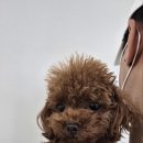 판도라독 이미지