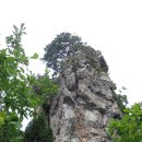 늑대와 여우 이미지