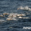 고래등 - 남동구 | 고래등