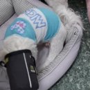 애견훈련소 보담 이미지