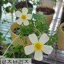 로즈브리즈 이미지