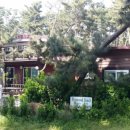 몽산포파인 이미지