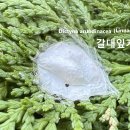 갈대잎거미집 Reed leaf spider nest 이미지