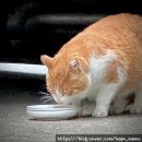 캣그린 | 길고양이 사료 추천 프로베스트캣 15kg 그린 업그레이드 제품후기