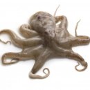 착한낙지 이미지