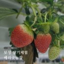 제이디팜 보성농장 | 전남여행 아이랑 갈만한 곳 #베리굿농장 순천/보성 딸기체험 후기