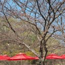 종가집 | 울산 작천정 오리불고기맛집 명성종가집 내돈내산 후기 (+벚꽃 상황)